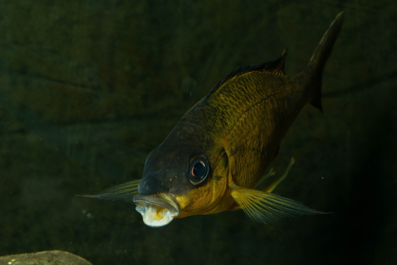 Ophthalmotilapia nasuta 'Kipili'